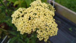 Achillea millefolium 'Hella Glashoff' Harilik raudrohi